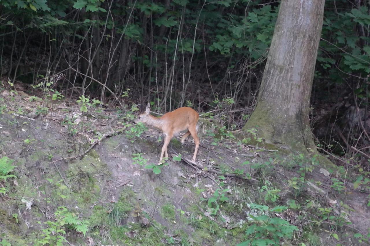 Ferienwohnung Am Wald 巴特黑雷纳尔布 外观 照片